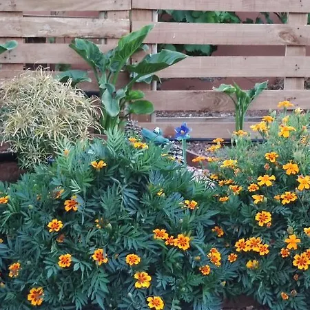 Сasa de vacaciones La Casita Del Naranjo