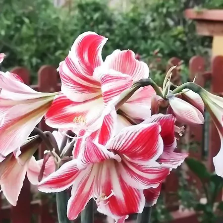 Сasa de vacaciones La Casita Del Naranjo *